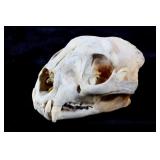 Montana Mountain Lion Skull