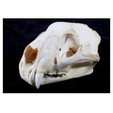 Large Montana Mountain Lion Skull