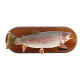 Montana Trophy Sized Rainbow Trout Real Skin Mount