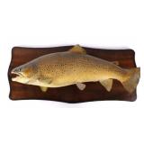Trophy Sized German Brown Trout Real Skin Mount