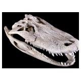 Vicious White Alligator Skull