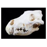 Montana Black Bear Skull