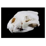 Montana Trophy Bobcat Skull