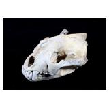 Montana Taken Wolverine Skull