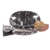 Prehistoric Ammonite & Orthoceras Fossils