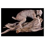 Montana Bobcat Trophy Full Mount on Wood Stand