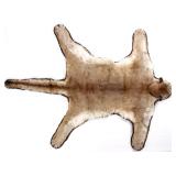 Trophy Montana Mountain Lion Taxidermy Rug Mount