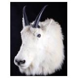 Montana Mountain Goat Taxidermy Shoulder Mount
