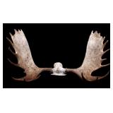 Alaskan European Moose Rack Trophy Mount