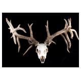 Large Non-Typical Whitetail Deer European Mount