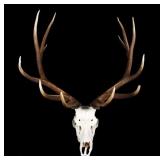 Large Montana 6x6 European Bull Elk Mount