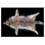 Montana Taxidermy Coyote Rug