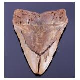 Ancient Megalodon Tooth Fossil