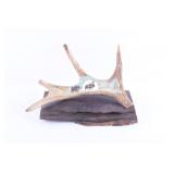 Carved Montana Moose Antler w/ Ironwood Base