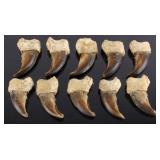 Ten Hind Claws from a Kodiak Grizzly Bear