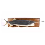 Paddlefish/ Spoonbill Catfish Taxidermy  Mount