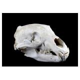 Montana Black Bear Skull