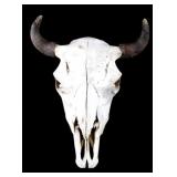 Great American Montana Buffalo Skull