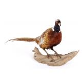 Montana Taxidermy Pheasant Mount