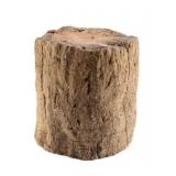 Ancient Petrified Tempskya Extinct Tree Fern