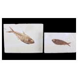 Two Professionally Prepared Ancient Fish Fossils