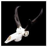 Bright White Montana Pronghorn Antelope Euro-Mount