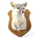 South Western Kit Fox Taxidermy Mount