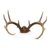 Irregular 11 Point White Tail Deer European Mount