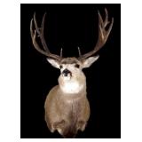 Irregular Montana Mule Deer Trophy Shoulder Mount