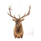 Montana Rocky Mountain Trophy Elk Shoulder Mount