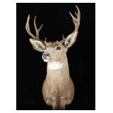 Trophy Montana Mule Deer Shoulder Mount