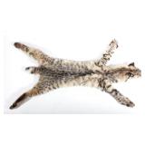 Montana Bobcat Fur Hide