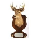 1942 Taxidermy Deer Mount with Hoof Rack & Mirror