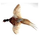 Montana Flying Pheasant Mount