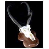 Trophy Montana Pronghorn Antelope Euro-Mount