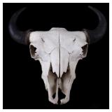 Great American Montana Trophy Buffalo Skull
