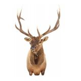 Montana Rocky Mountain Trophy Elk Shoulder Mount