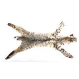 Montana Bobcat Fur Hide