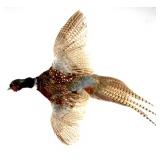 Montana Flying Pheasant Mount