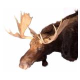 Montana Shiras Moose Shoulder Mount