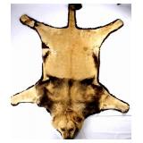 African Lion Taxidermy Trophy Rug