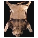 African Lion Taxidermy Trophy Rug