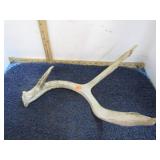 DEER ANTLER