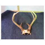 DEER  ANTLERS
