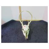 DEER SKULL