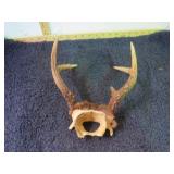 DEER ANTLERS