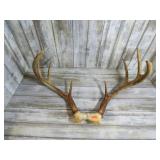 DEER ANTLERS