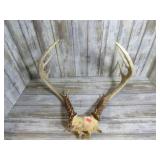 DEER ANTLERS