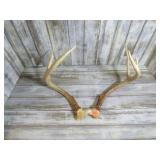 DEER ANTLERS