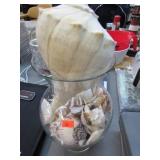 VASE & SEASHELLS